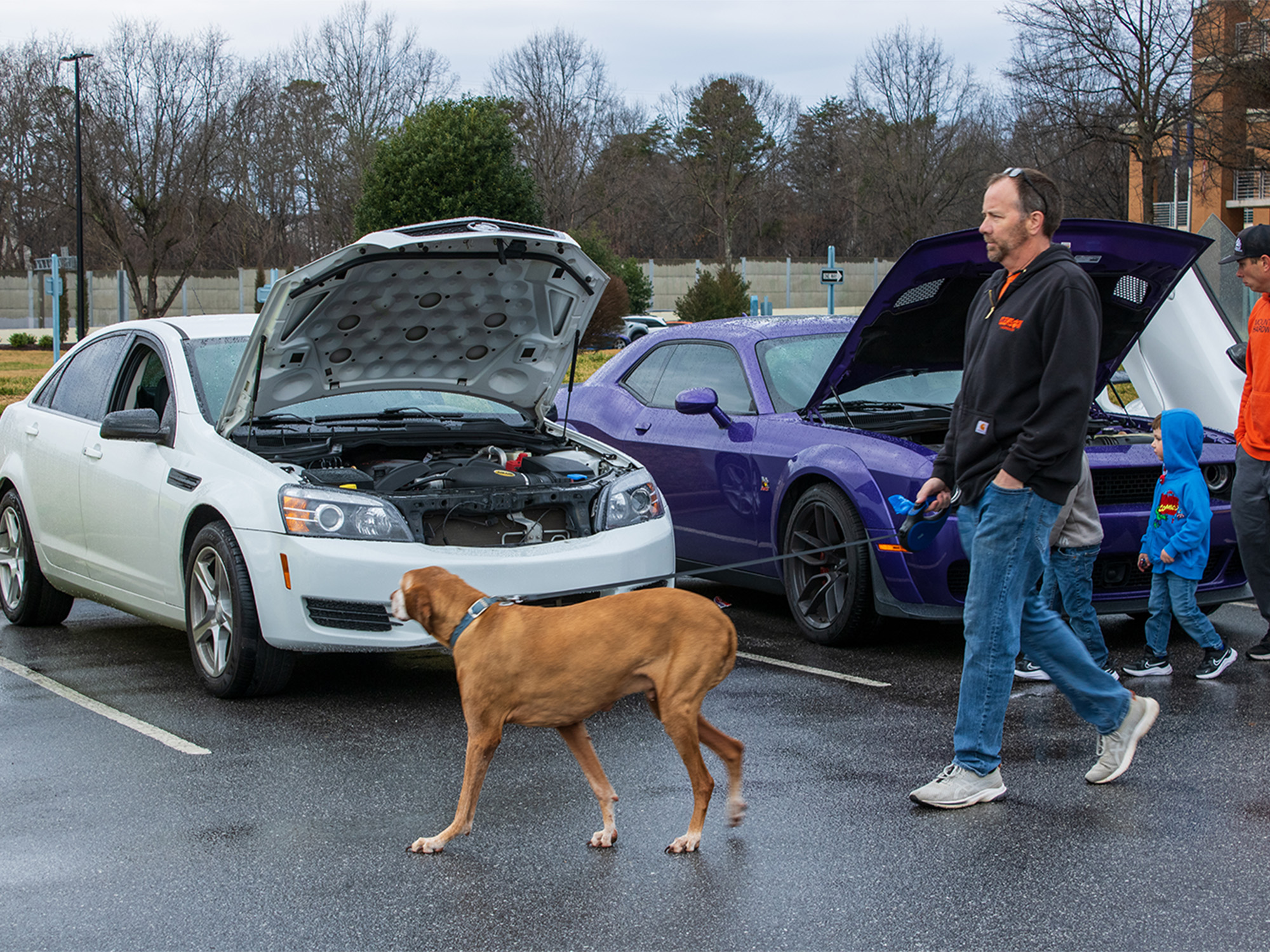 man walking his dog in front of white and purple cars at car show