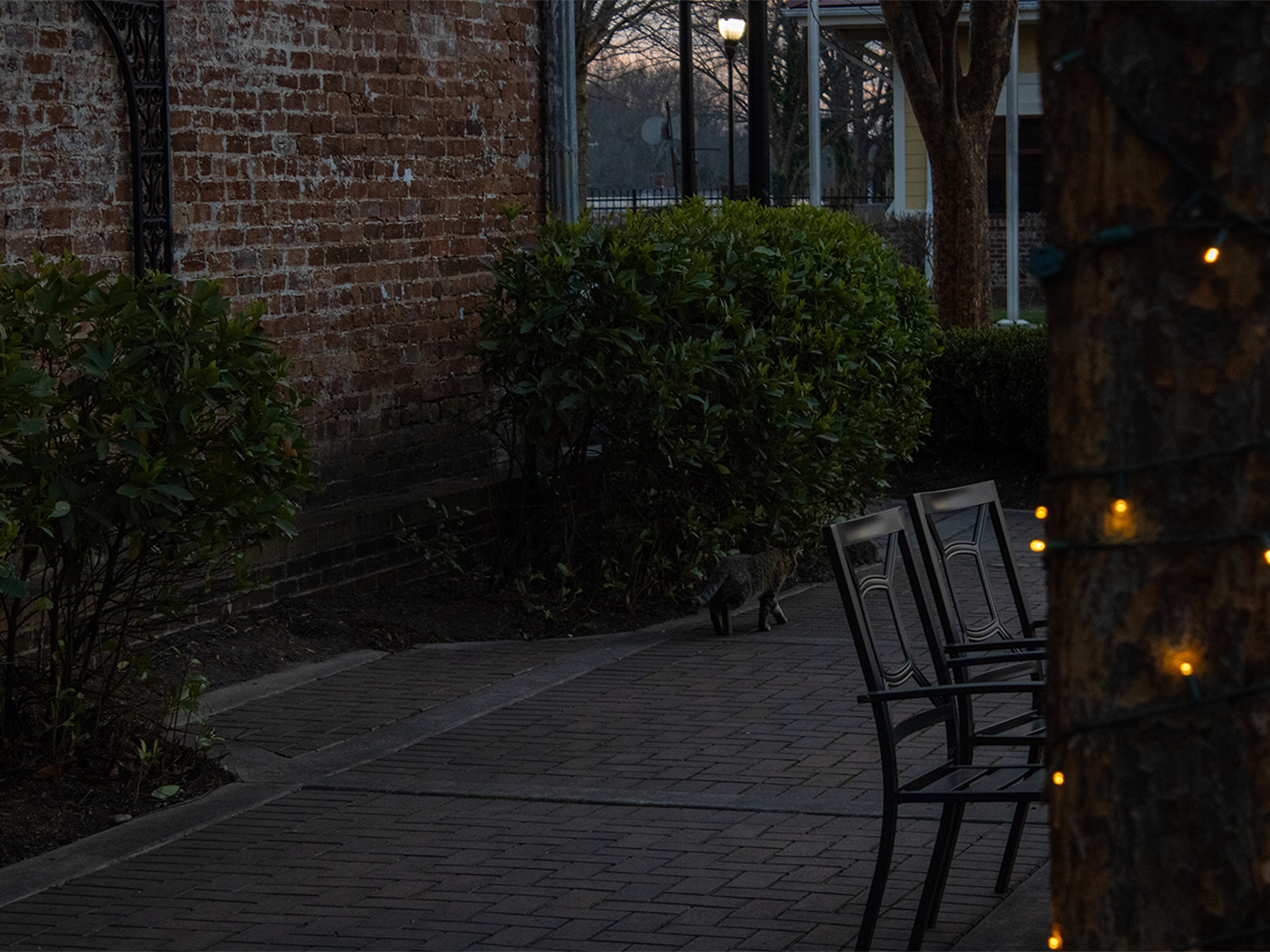 cat walking down a cobblestone alley